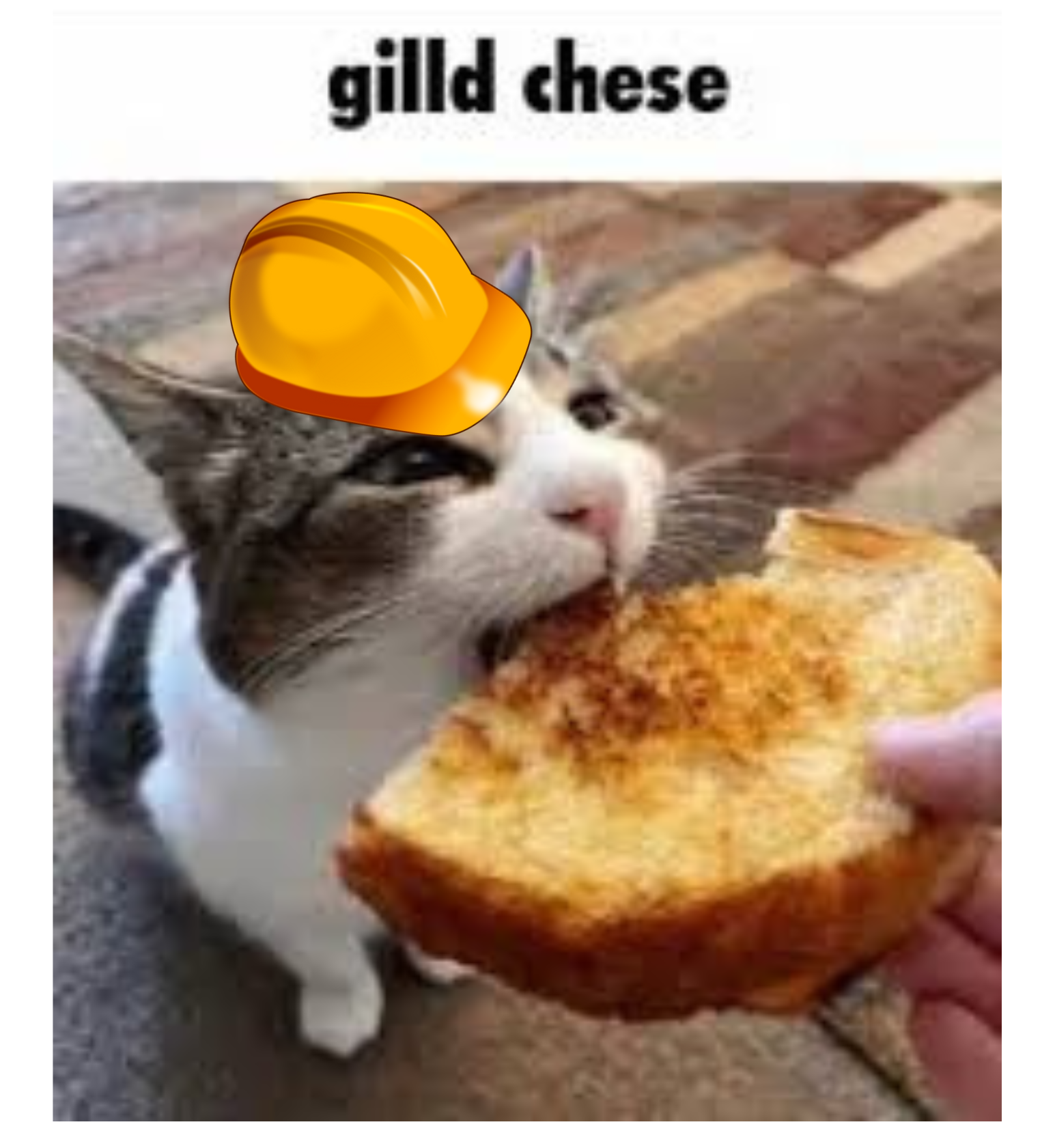 gilled cheese
      meme